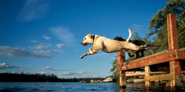 dog-friendly water sports