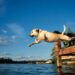 Top 5 Dog-Friendly Water Sports to Try dog-friendly water sports
