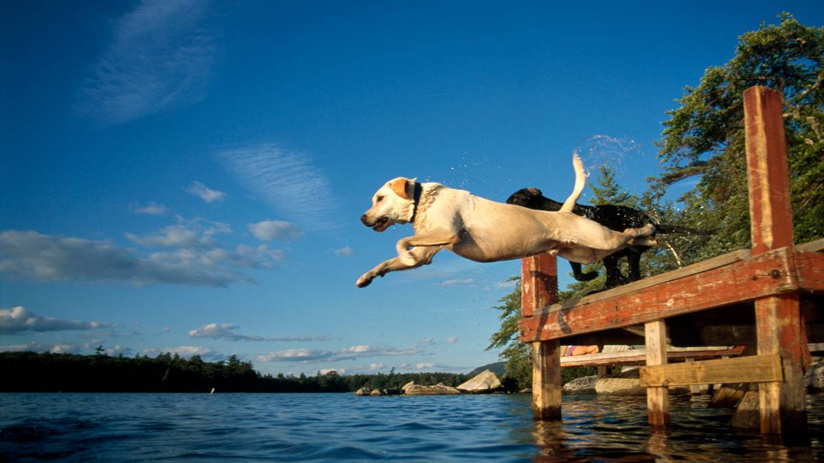 Top 5 Dog-Friendly Water Sports to Try dog-friendly water sports