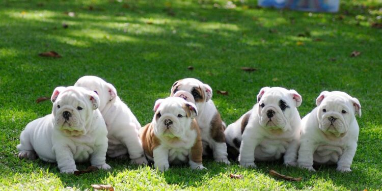 How to Choose the Right English Bulldog Puppy