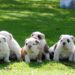 How to Choose the Right Bulldog Puppy How to Choose the Right English Bulldog Puppy