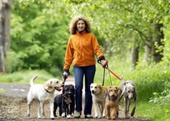Dog Walking vs. Pet Sitting
