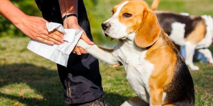 Ultimate Guide to Dog Wipes for Paws and Butt Hygiene Dog Wipes