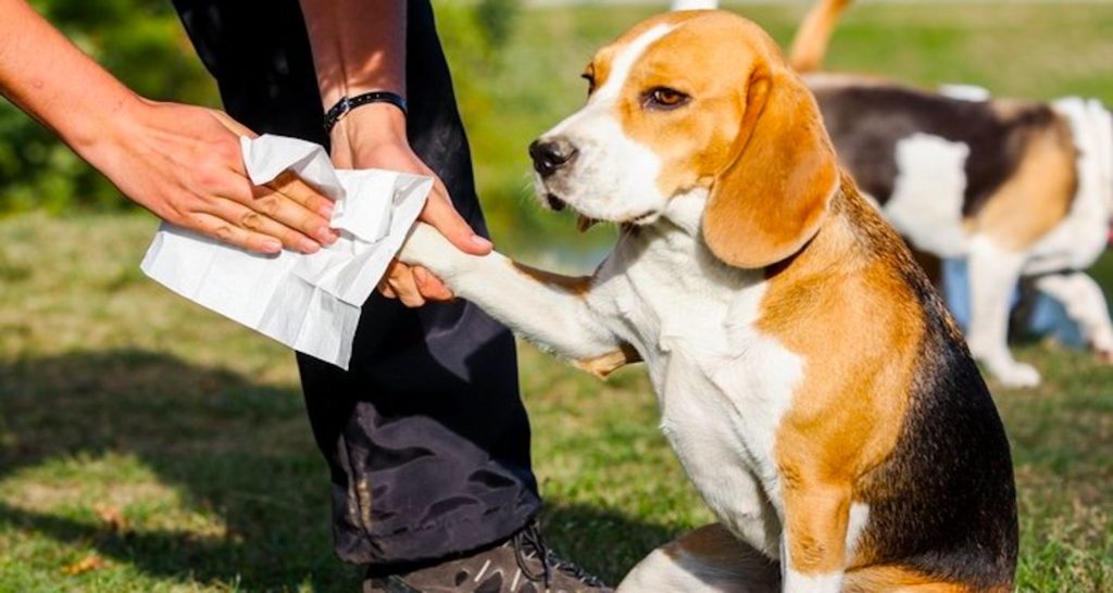 Ultimate Guide To Dog Wipes For Paws And Butt Hygiene