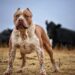 4 Things to Consider For Your Elderly Pit Bull Elderly Pit Bull