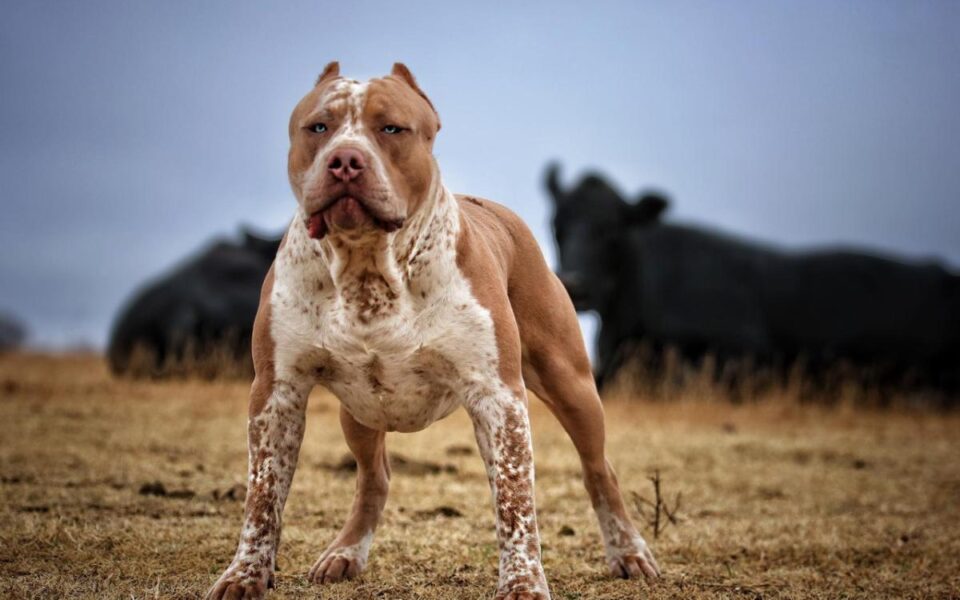 4 Things to Consider For Your Elderly Pit Bull Elderly Pit Bull