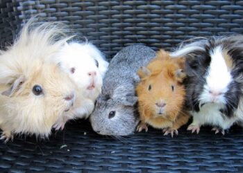 Guinea Pig Breeds: What are the Various Types?