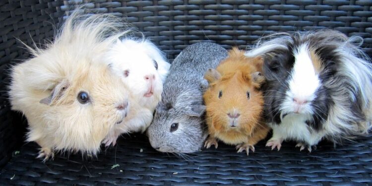 Guinea Pig Breeds: What are the Various Types? Guinea Pig Breeds: What are the Various Types?