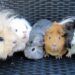 Guinea Pig Breeds: What are the Various Types?