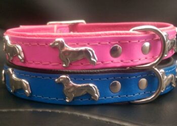 Matching Collars to a Dog and its Owner