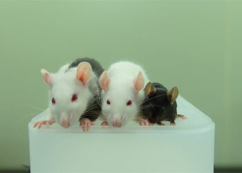 Rats And Their Habits