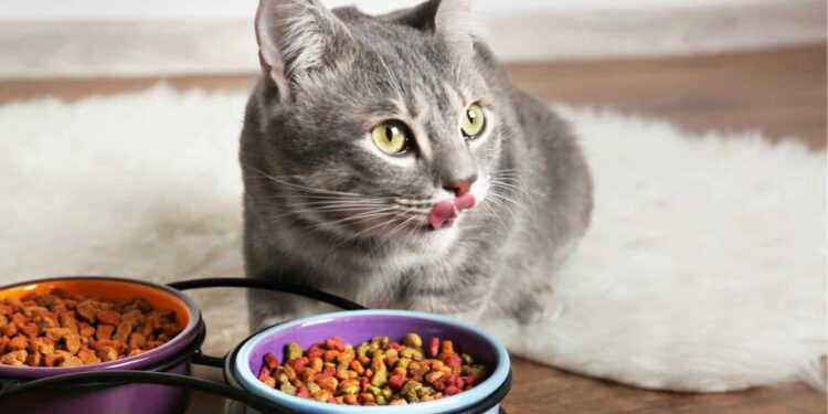 Cat Food Palatant