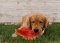 Watermelon: A Nutritious Treat for Your Dog