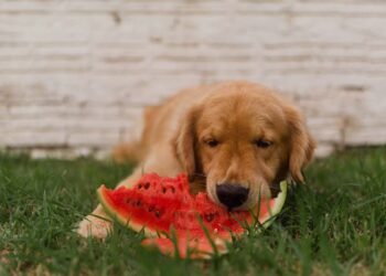 Watermelon: A Nutritious Treat for Your Dog