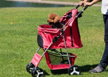 Dog Stroller