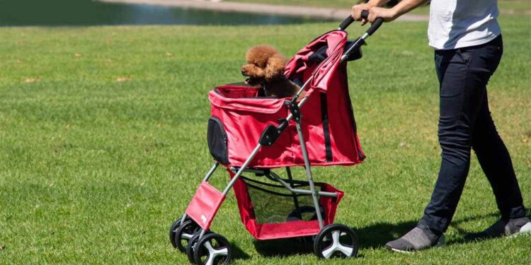Rolling in Style: The Ultimate Guide to Dog Stroller Dog Stroller