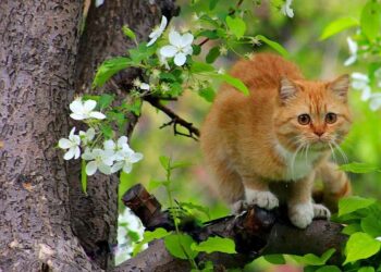 Harmful Flowers for Cats
