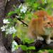 Harmful Flowers for Cats