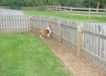 Pet Fence