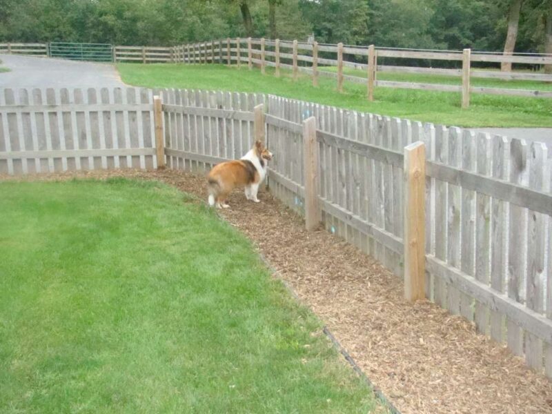 Pet Fence