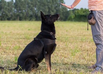 7 Tips for Preparing Your Dog for Off-Leash Freedom