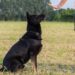7 Tips for Preparing Your Dog for Off-Leash Freedom