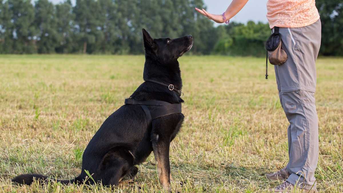 7 Tips for Preparing Your Dog for Off-Leash Freedom 7 Tips for Preparing Your Dog for Off-Leash Freedom