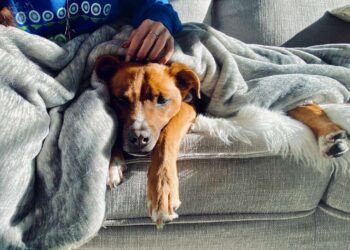 Terminal Illnesses in Dogs