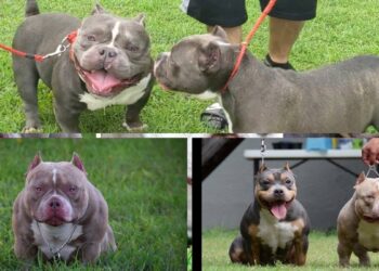 Micro Bully: Tiny Dog, Big Attitude micro bully