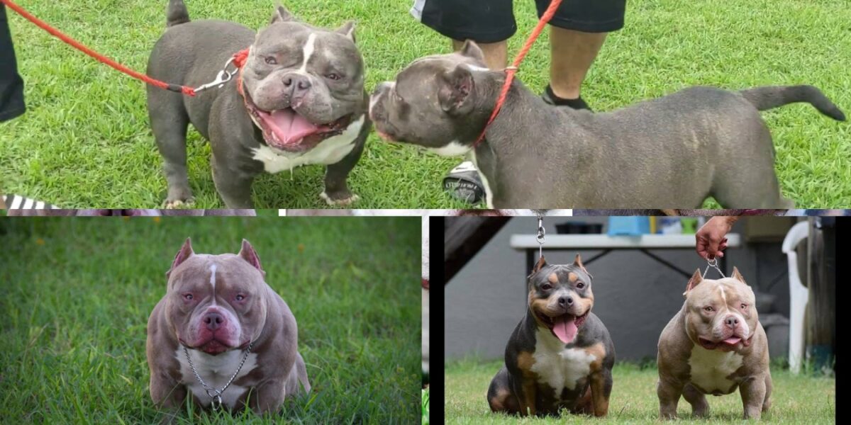 micro bully for sale