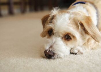 What to Do When Your Dog is Sad