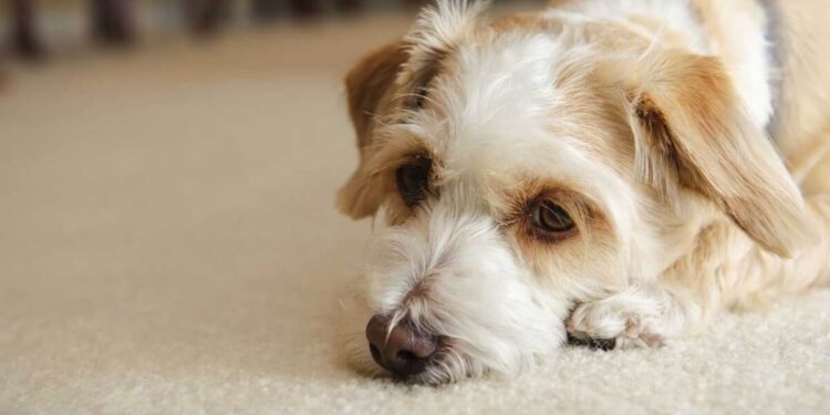 What to Do When Your Dog is Sad