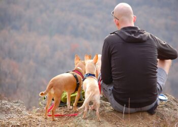 traveling with furry friend