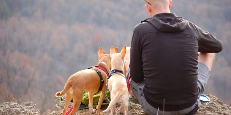 traveling with furry friend