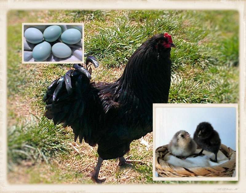 11 Best Chicken Breeds That Lay Blue Eggs Chicken Breeds That Lay Blue Eggs