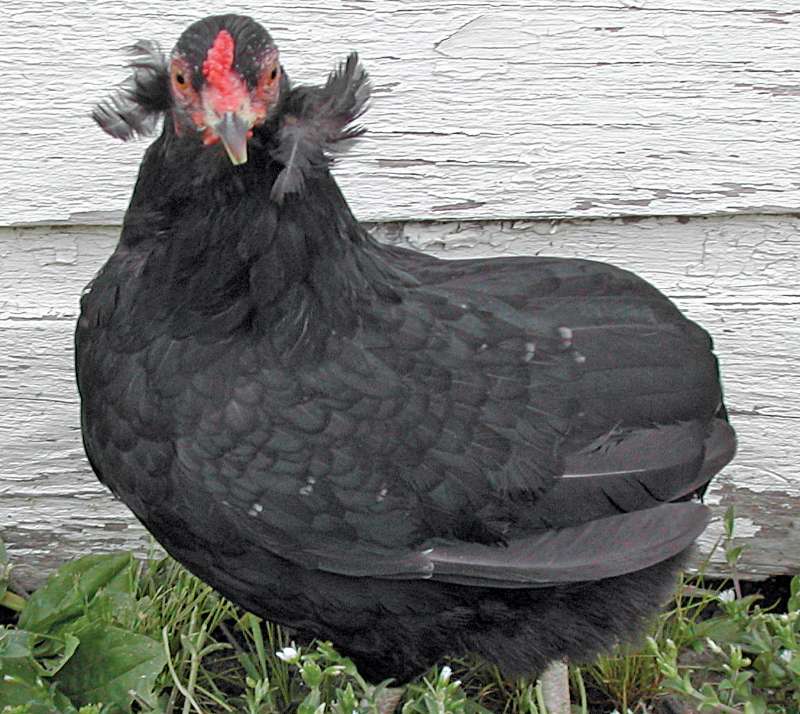 11 Best Chicken Breeds That Lay Blue Eggs Araucana - Chicken Breed lay Blue Egg