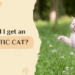 Should I Get an Athletic Cat? Athletic Cat
