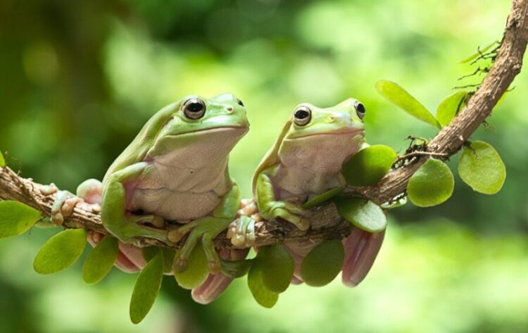 Cute Frogs 101: A Beginner's Guide to Adorable Amphibians Red-Eyed Tree Frogs