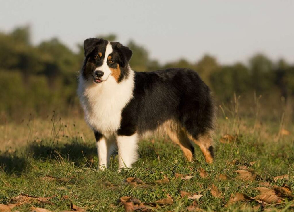 Black and White Australian Shepherd