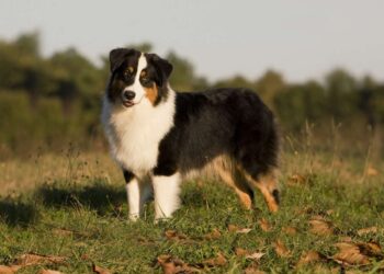 Black and White Australian Shepherd