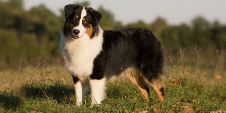 Black and White Australian Shepherd Facts and Information Black and White Australian Shepherd
