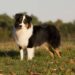 Black and White Australian Shepherd