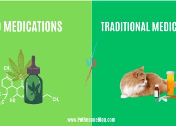 CBD vs Traditional Medications
