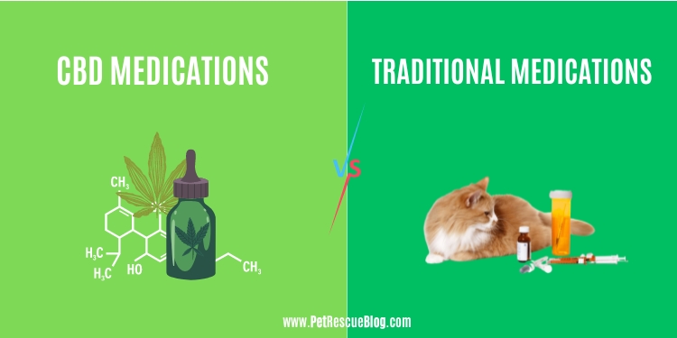CBD vs Traditional Medications: Which is Better for Your Dog? CBD vs Traditional Medications