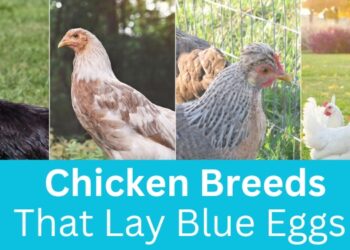 11 Best Chicken Breeds That Lay Blue Eggs Chicken Breeds That Lay Blue Eggs