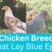 Chicken Breeds That Lay Blue Eggs