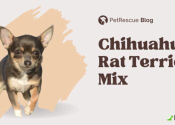 Chihuahua Rat Terrier Mix