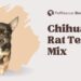The Adorable and Spunky Chihuahua Rat Terrier Mix Chihuahua Rat Terrier Mix