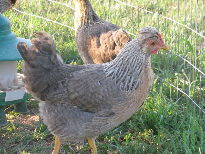11 Best Chicken Breeds That Lay Blue Eggs Cream Legbar