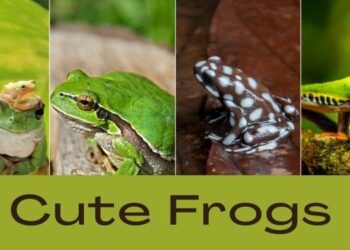 Cute Frogs